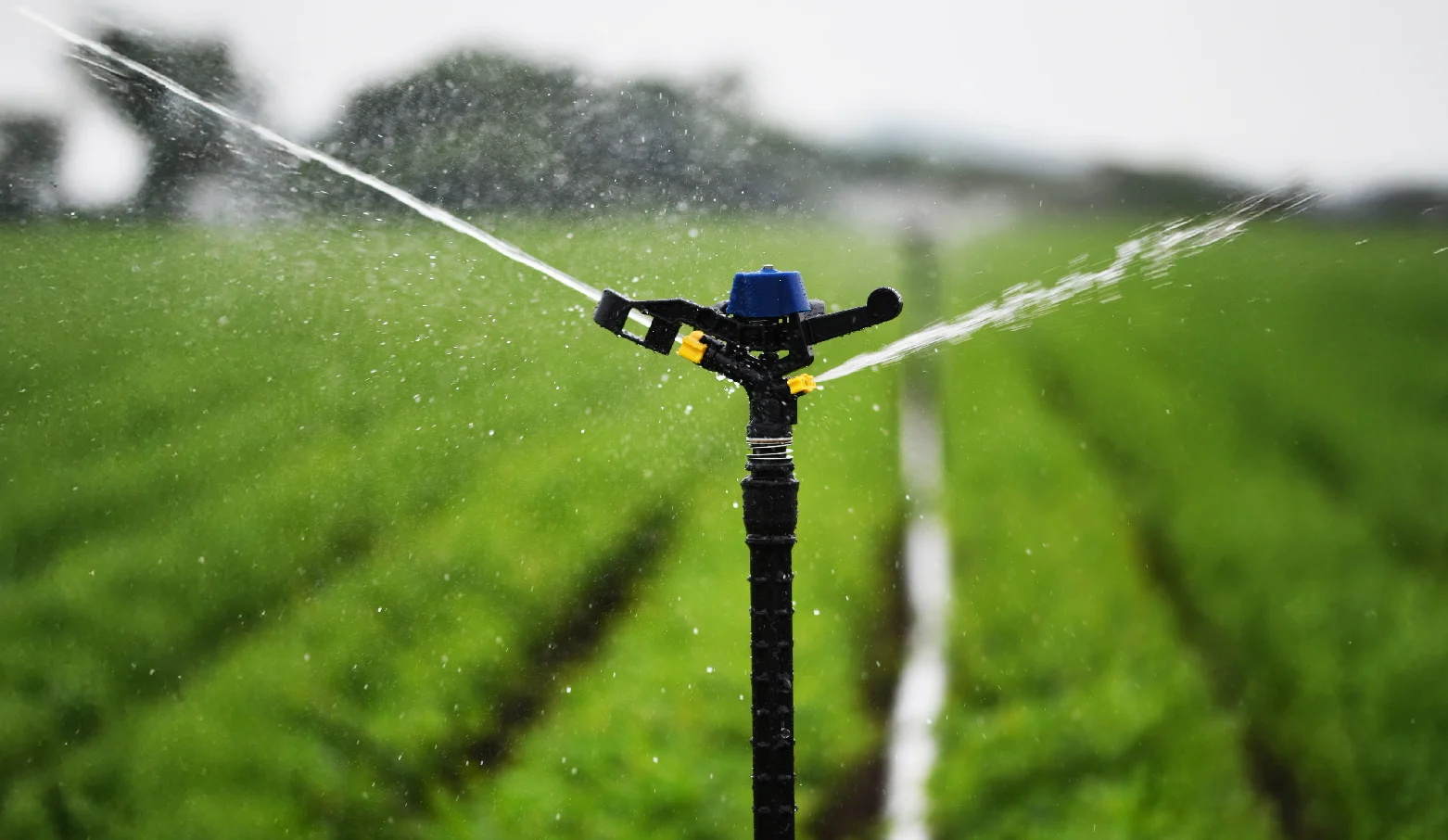 Sprinklers